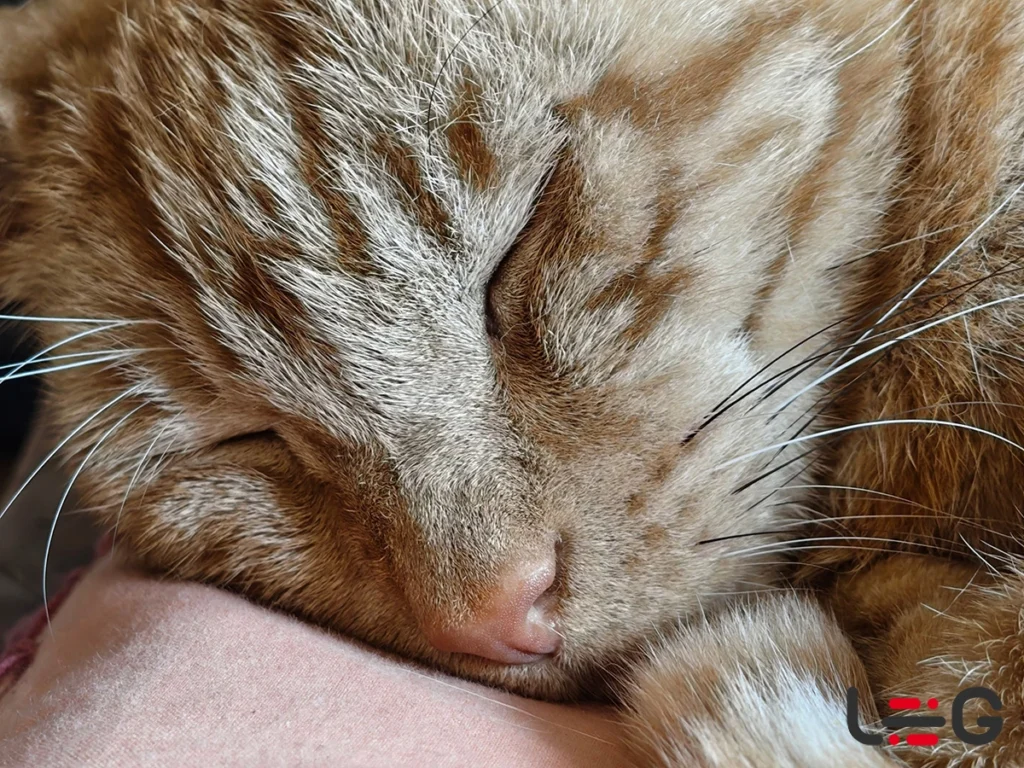 نحوه تشخیص عکس اصل از هوش مصنوعی